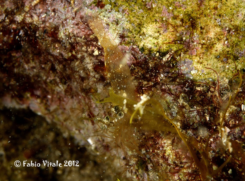 Crostacei in grotta